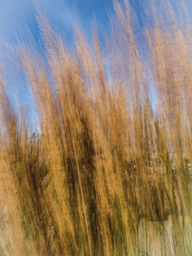 High grass in motion Photograph by Jim Feldman