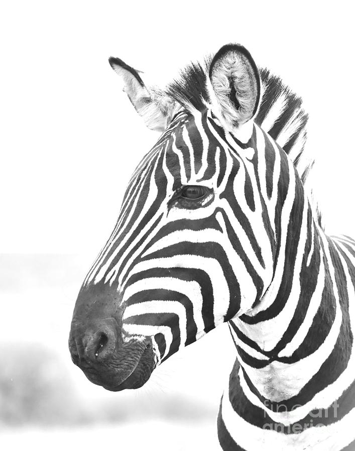 High Key And Monochrome Side Profile And Close-up Portrait Of Common Zebra Looking Alert In The Wild Masai Mara, Kenya Photograph by Nirav Shah