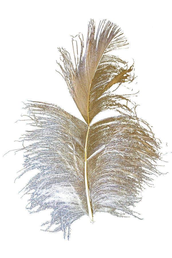 High Key Feather I Photograph by Ira Marcus