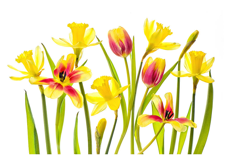 High-key image of vibrant red and yellow tulips and yellow daffodils against a white background Photograph by Jacky Parker Photography