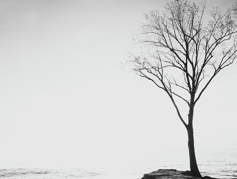 High Key Lone Tree Photograph by Dan Sproul