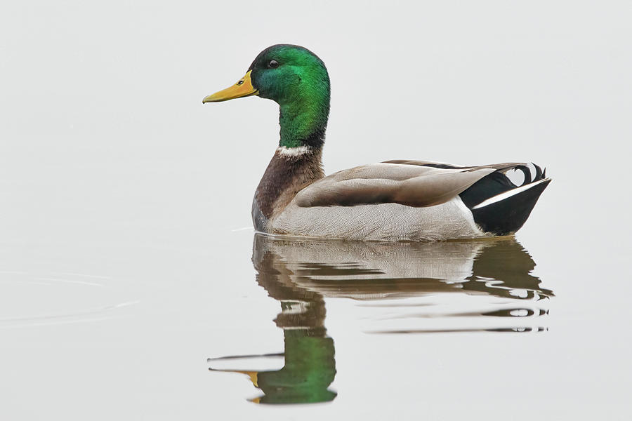 High Key Mallard Duck Drake Photograph by Bob Decker