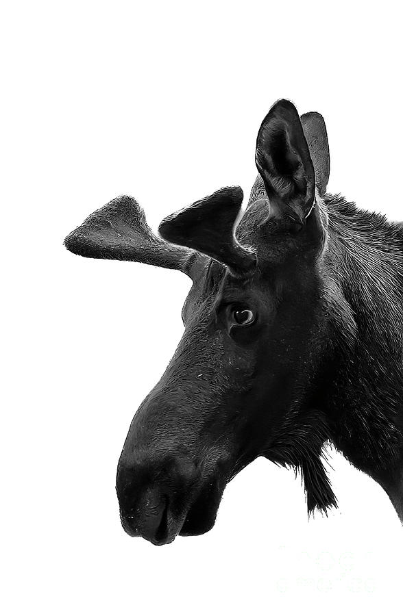 High Key Moose Photograph by Patrick Nowotny