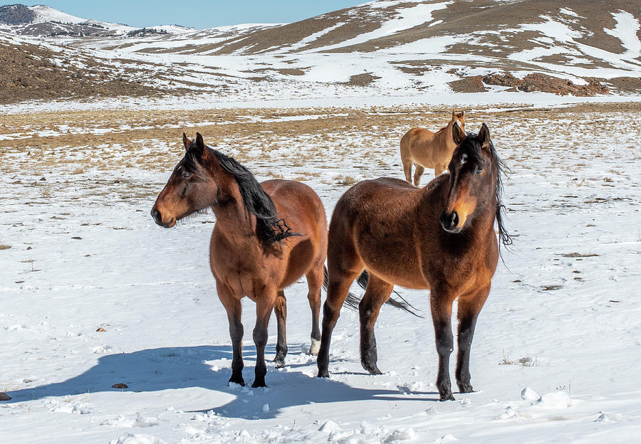 High Mountain Horses Photograph by Gerald DeBoer