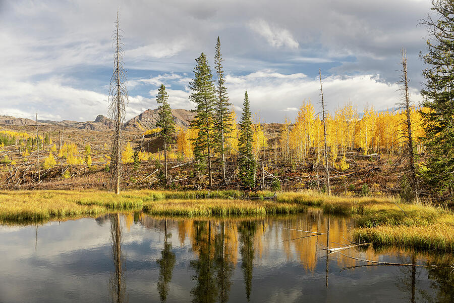High Mountain Meadow, Colorado Photograph by JBK Photo Art High Mountain Meadow, Colorado Photograph by JBK Photo Art