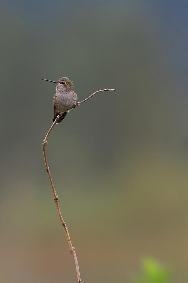 Hummingbird Photograph - High Perch by Loyd Towe Photography