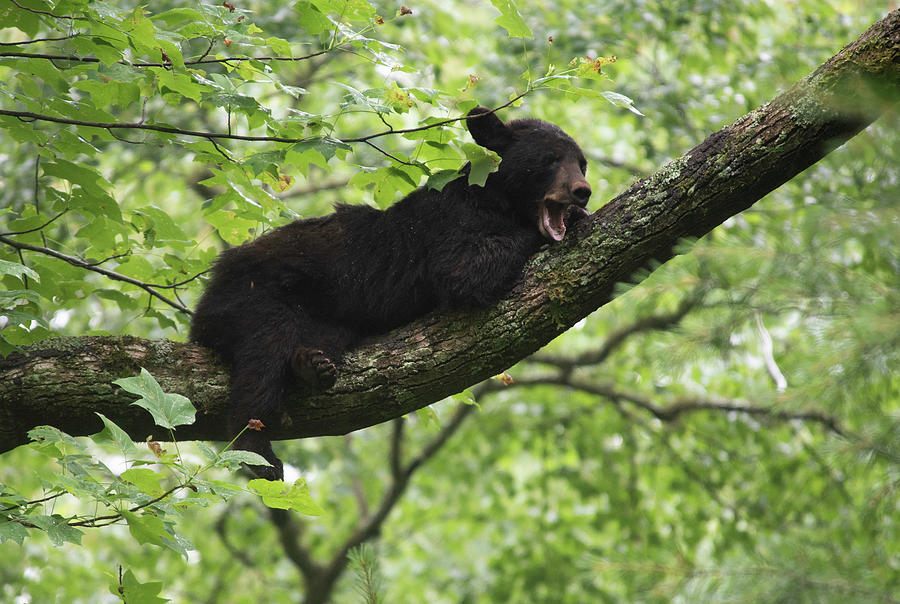 Bear Photograph - High Perch Nap by Thomas Pettengill