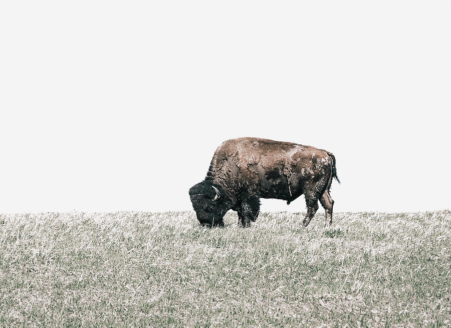 High Plains Bison Minimalism Photograph by Dan Sproul