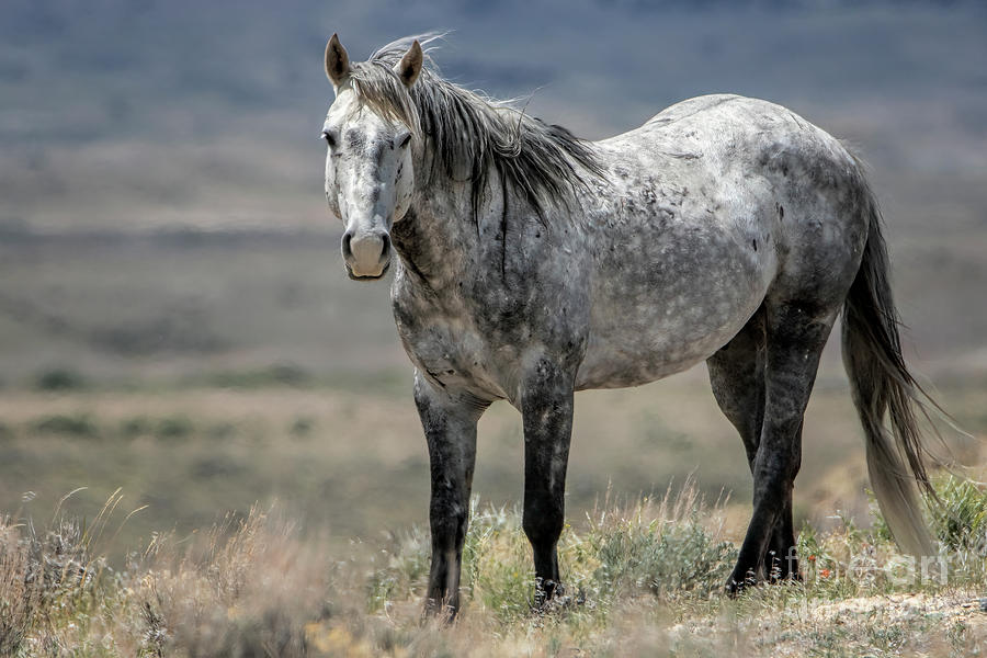 High Plains Spirit Photograph by Jim Garrison