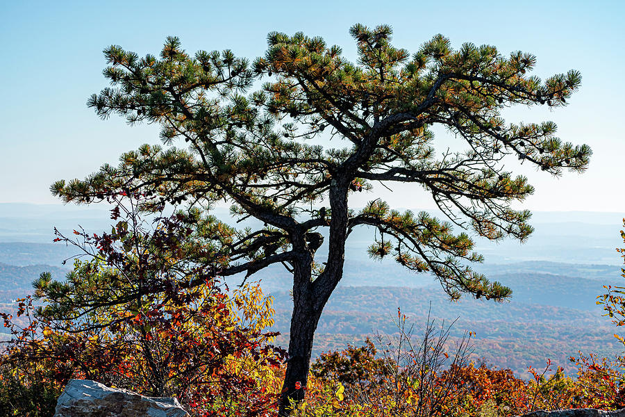 High Point View with Pine Tree and Foliage Photograph by Steven Richman