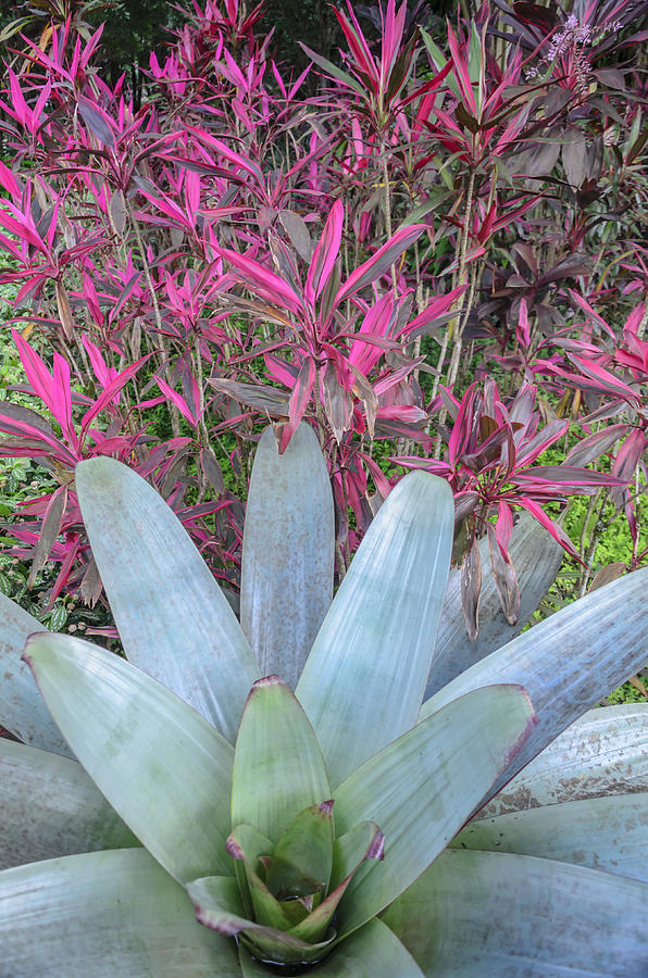 high resolution photo free of people, Herbaceous, belongs to the family of Bromeliaceas, but known as bromeliad Photograph by Kcris Ramos