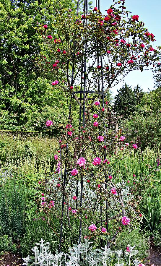 Rose Photograph - High Rose Trellis in Hyde Park by Martha Sherman