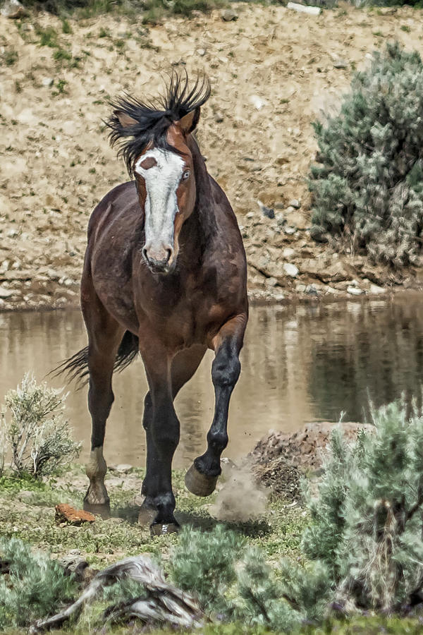 High Spirited - South Steens Mustangs Photograph by Belinda Greb