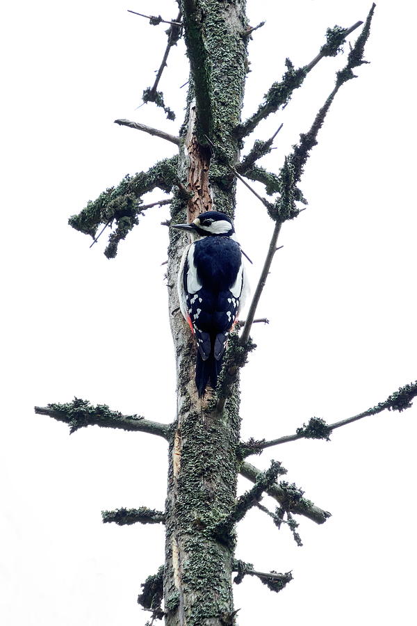 High spot. Great spotted woodpecker Photograph by Jouko Lehto