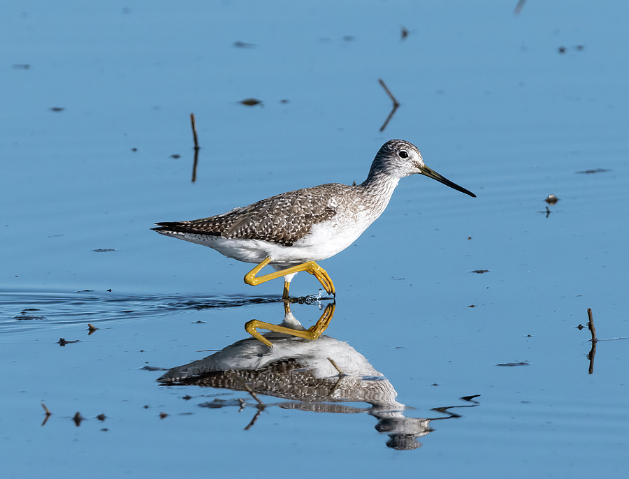 High-stepping Greater Yellowlegs Photograph by Loree Johnson