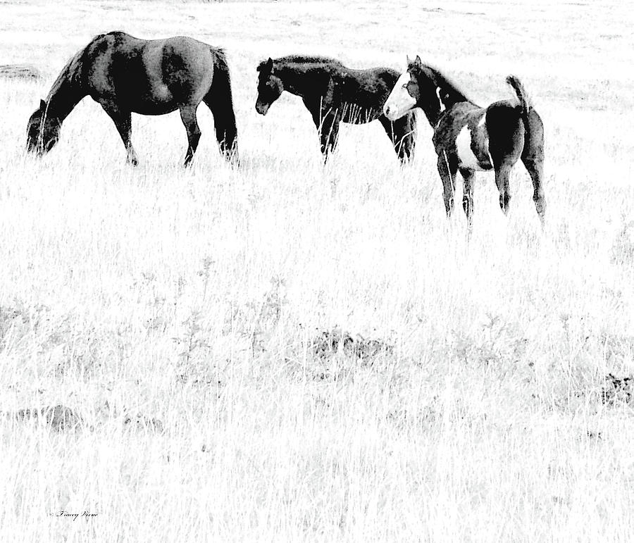 High-Tailed Colt B and W, High Key Photograph by Tracey Vivar