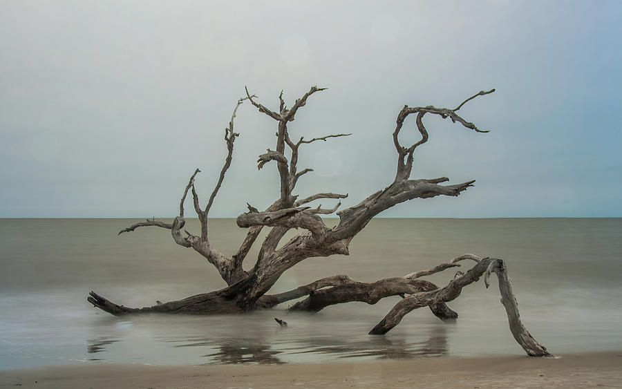 High Tide on Driftwood Beach 2 Photograph by Andrew Wilson - Fine Art ...