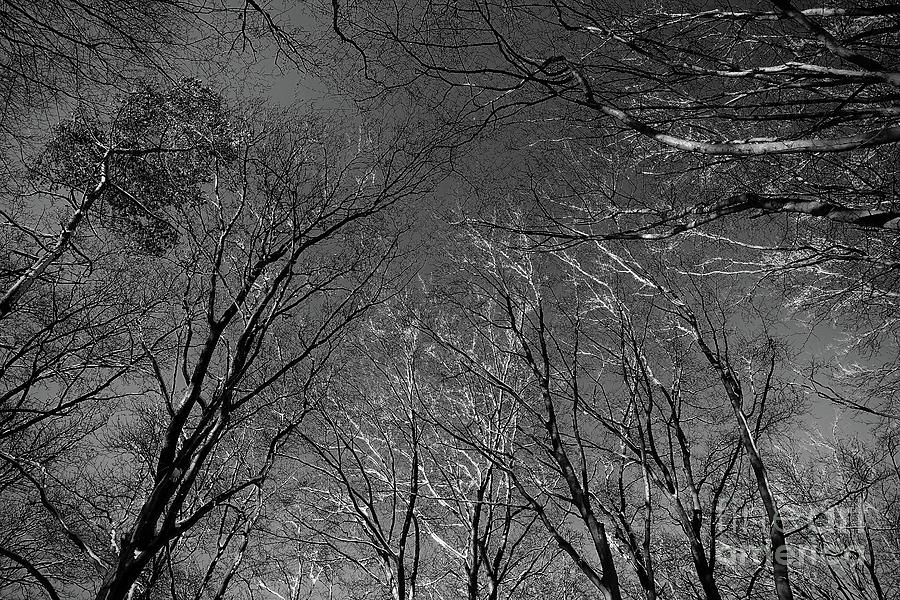Whispering Branches  Photograph by Elisabeth Derichs