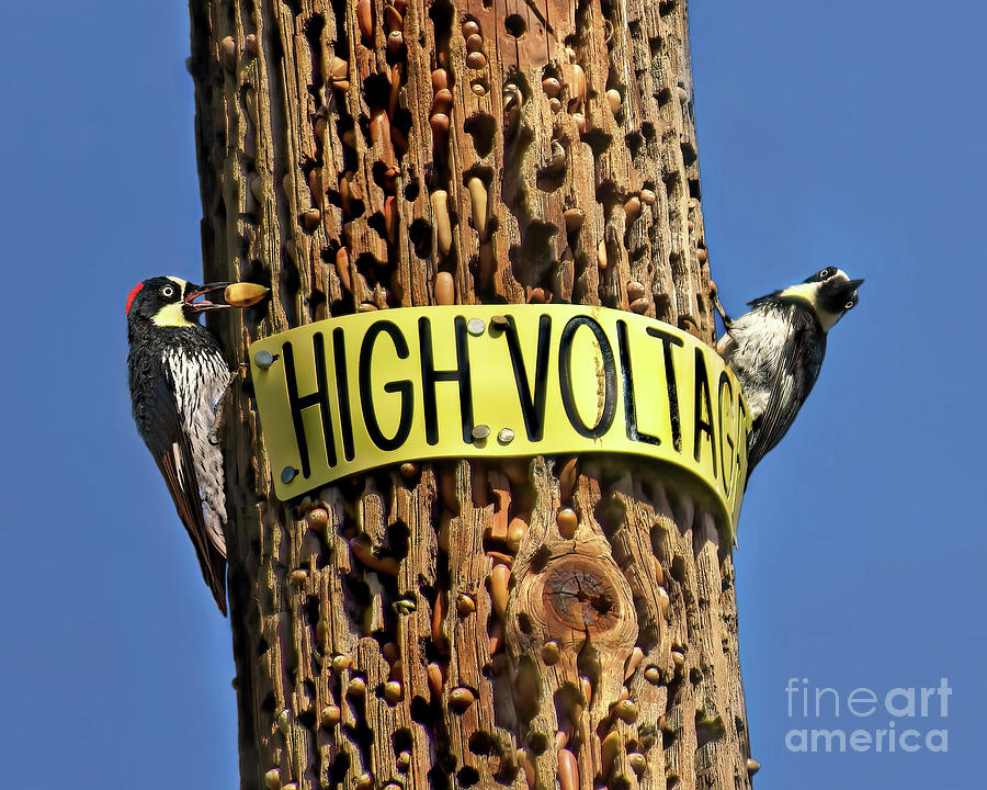 Nature Photograph - High Voltage-Acorn Woodpeckers 2 by Jennie Breeze