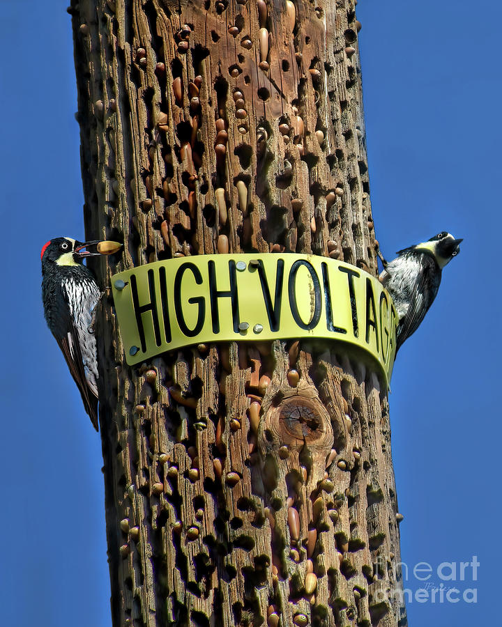 Nature Photograph - High Voltage-Acorn Woodpeckers by Jennie Breeze