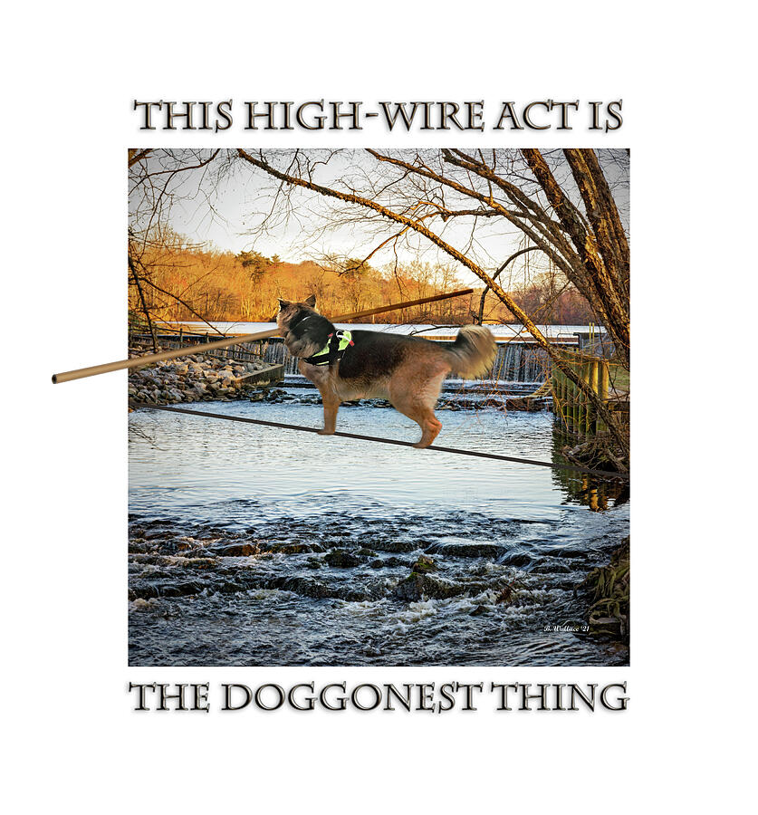 Dog Digital Art - High-wire Act by Brian Wallace