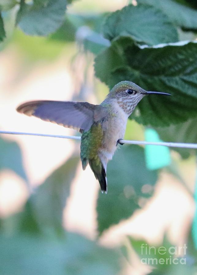 High Wire Hummingbird Photograph by Carol Groenen