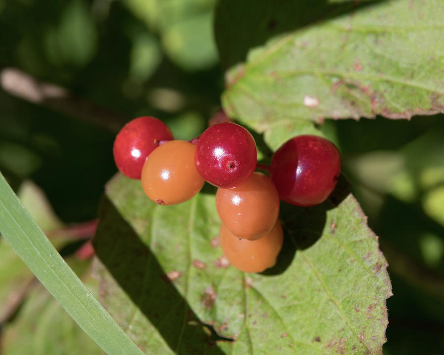 Highbush Cranberries, American cranberrybush viburnum Photograph by Dee