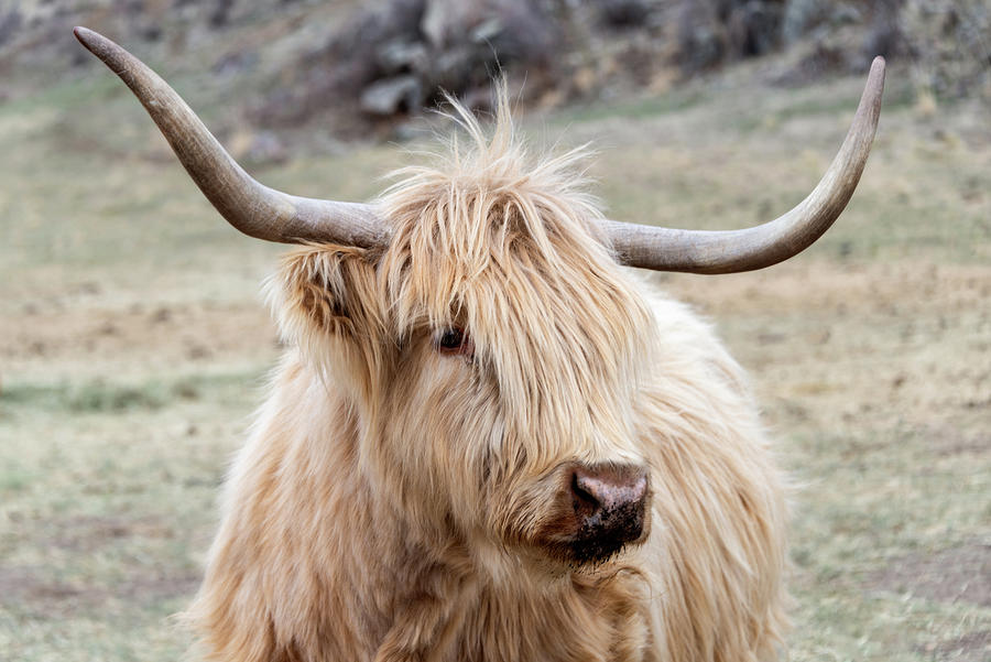 Animal Photograph - Highland Beauty by Alicia Glassmeyer