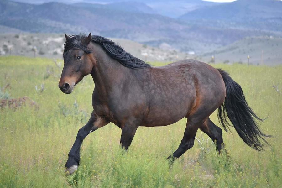 Highland beauty Photograph by Michelle Winans - Fine Art America