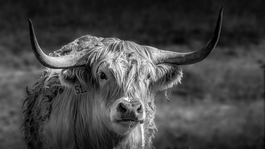 Highland Bull Photograph by Danette Steele