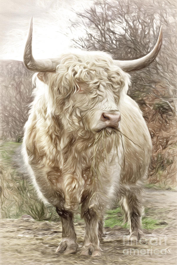 Highland Bull Painting Scottish Highlands. Photograph by Barbara Jones PhotosEcosse