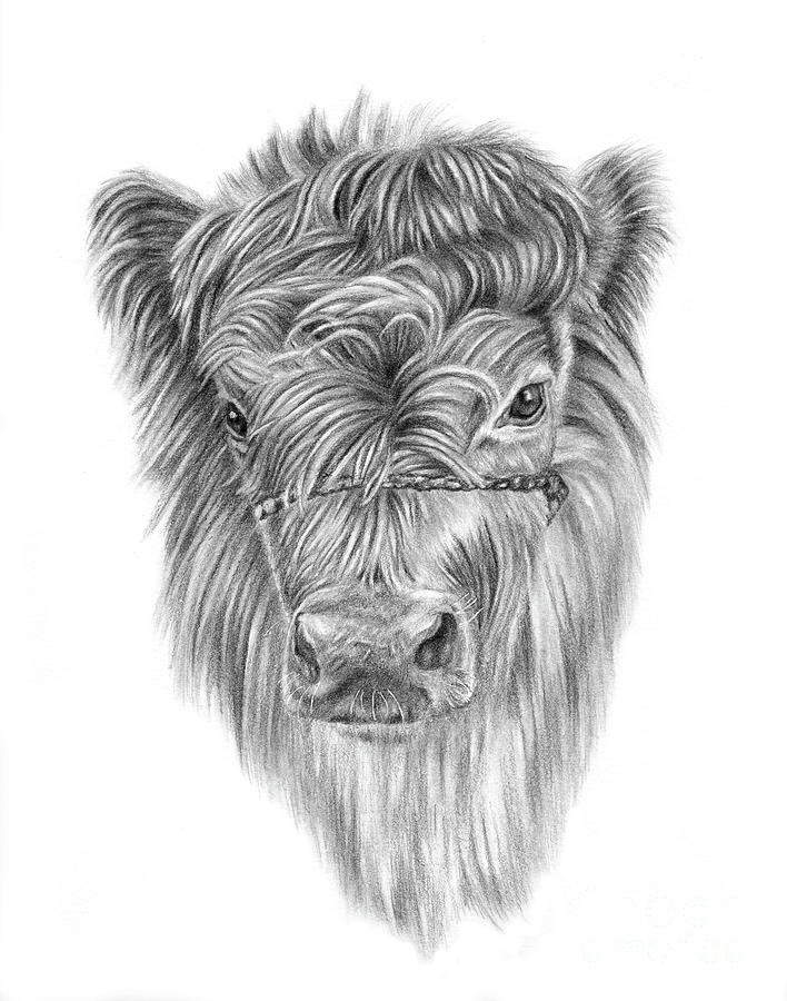 Black And White Drawing - Highland Calf by Pencil Paws