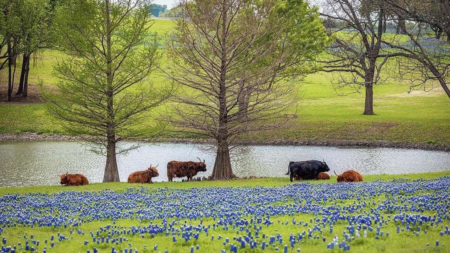 Highland Cattle and Bluebonnets Photograph by Deon Grandon