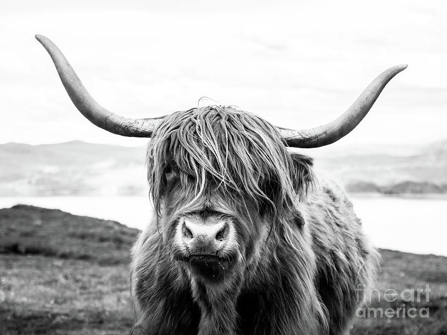 Highland cattle Photograph by Aurelien Baudoin - Fine Art America