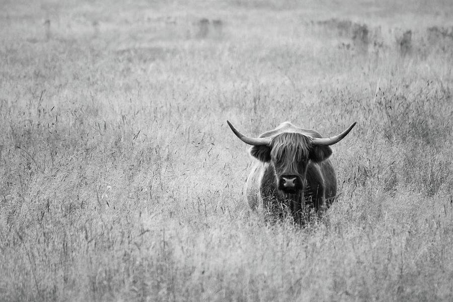 Highland Cattle Black and White Photograph by Brook Burling