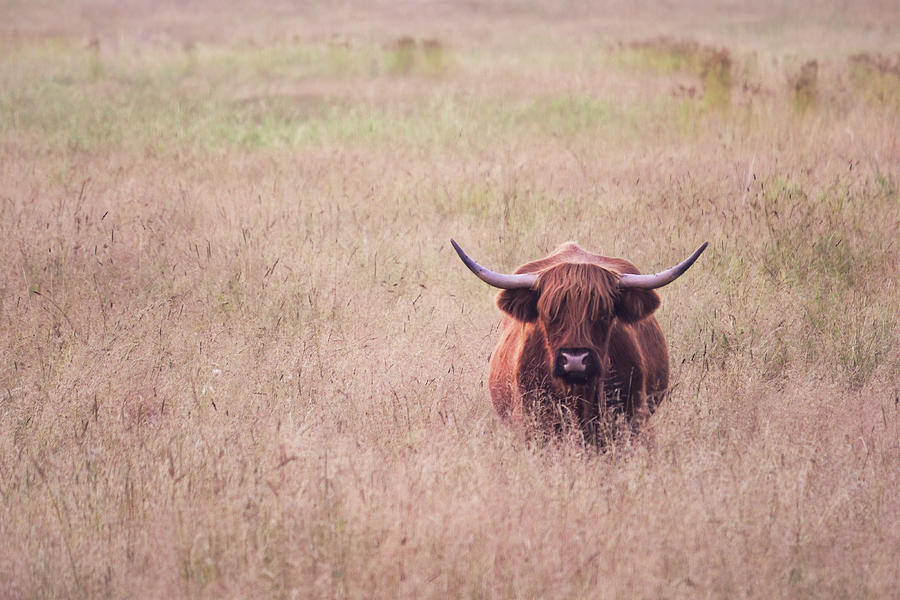 Highland Cattle Photograph by Brook Burling