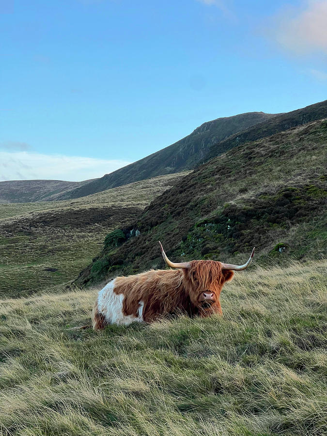 Highland Cattle Photograph by Charlotte Reeve