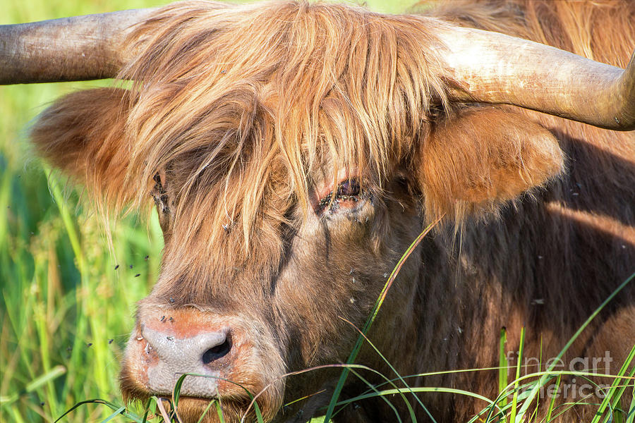 Highland cattle cow animal in green meadow filled of flies Photograph by Gregory DUBUS