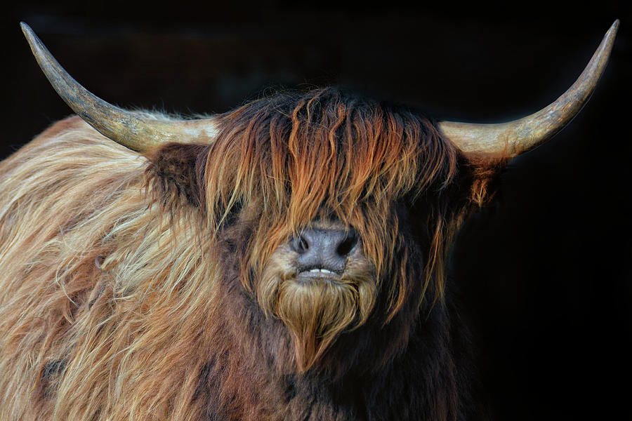 Highland Cattle Cow Girl Photograph