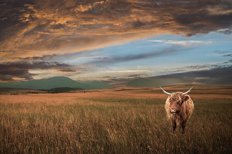 Highland Cattle Photograph by Dale Kincaid