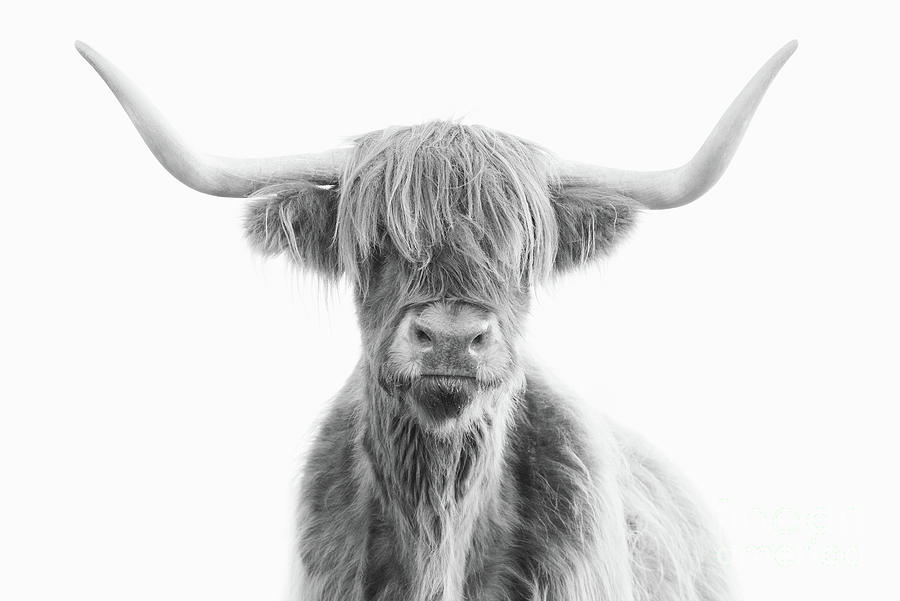 Highland Cattle - Hebridean Black and White Photograph by George ...