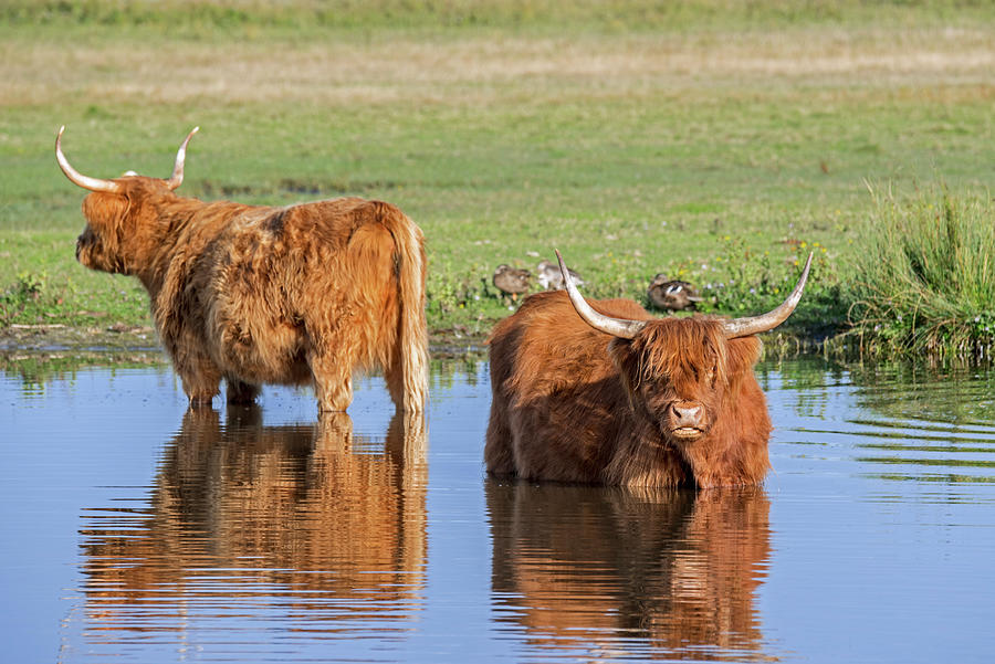 Highland Cattle in Pond Photograph by Arterra Picture Library