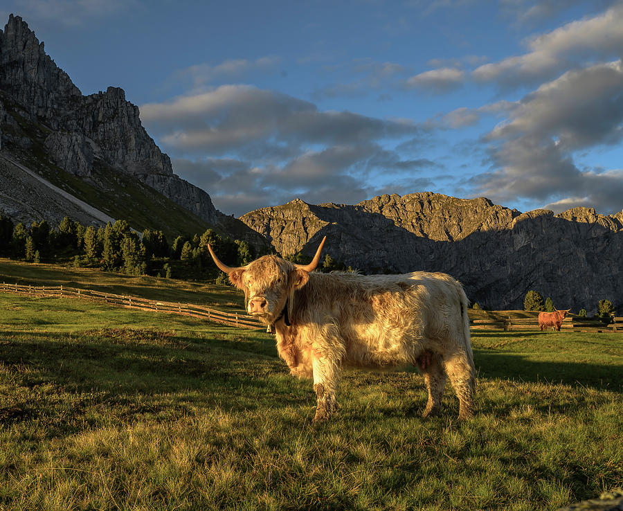 Highland Cattle in the Italian Dolomites Photograph by Laura Hedien