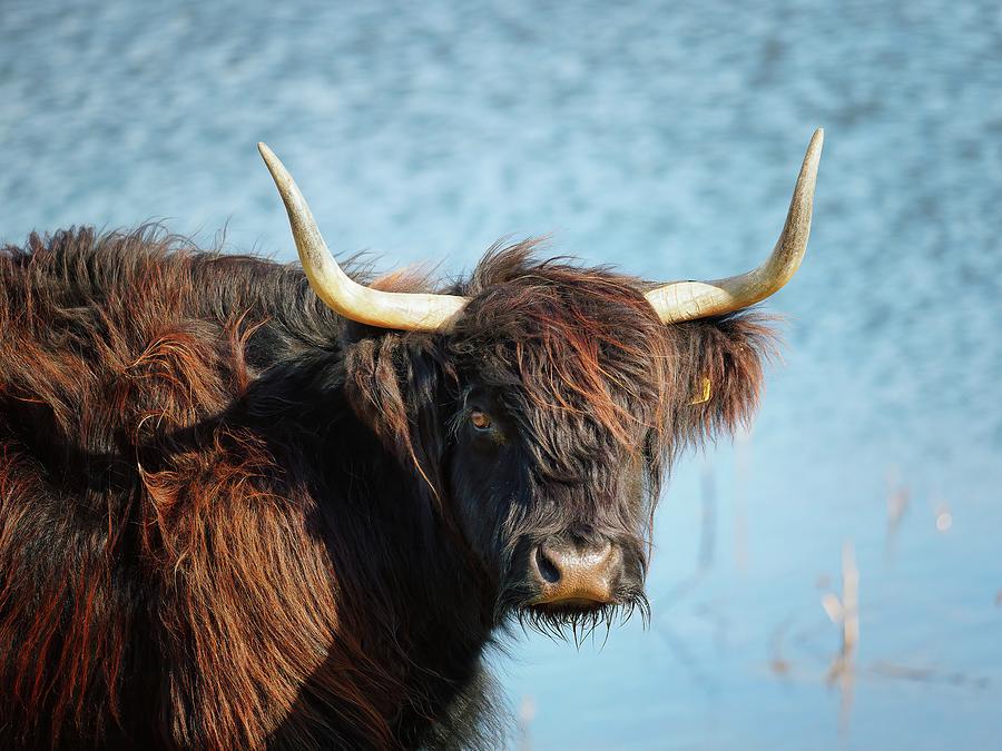 Highland Cattle looking Photograph by James Lamb Photo