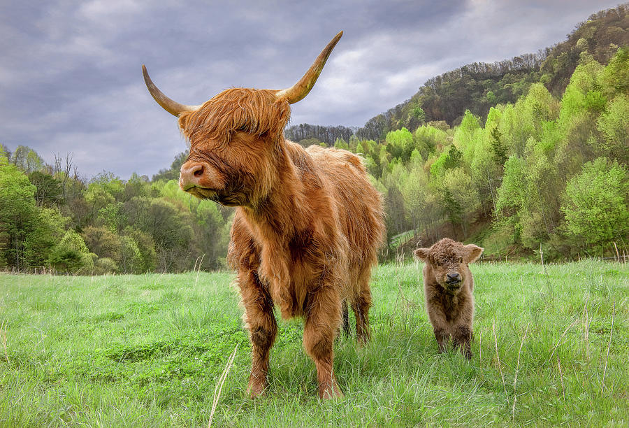 Highland Cattle Mom and Little One Photograph by Marcy Wielfaert