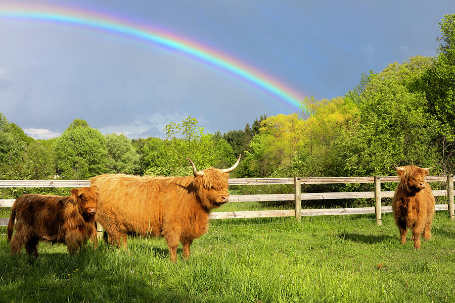  Highland Cattle under Rainbow Painting by Brian Allen