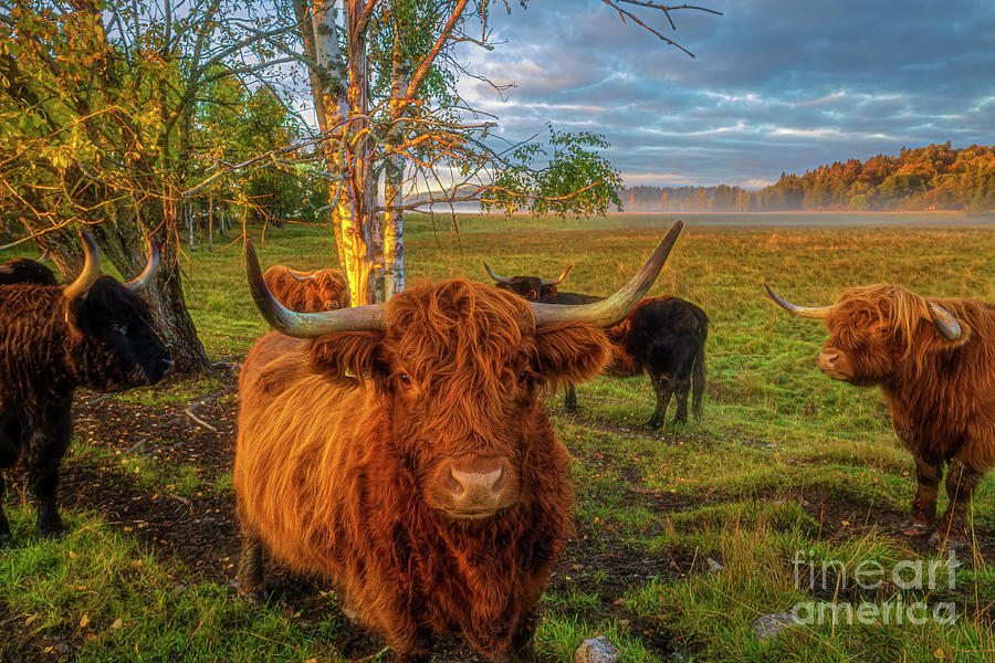 Highland Cattle Photograph