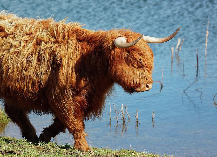 Highland Cattle walking Photograph by James Lamb Photo
