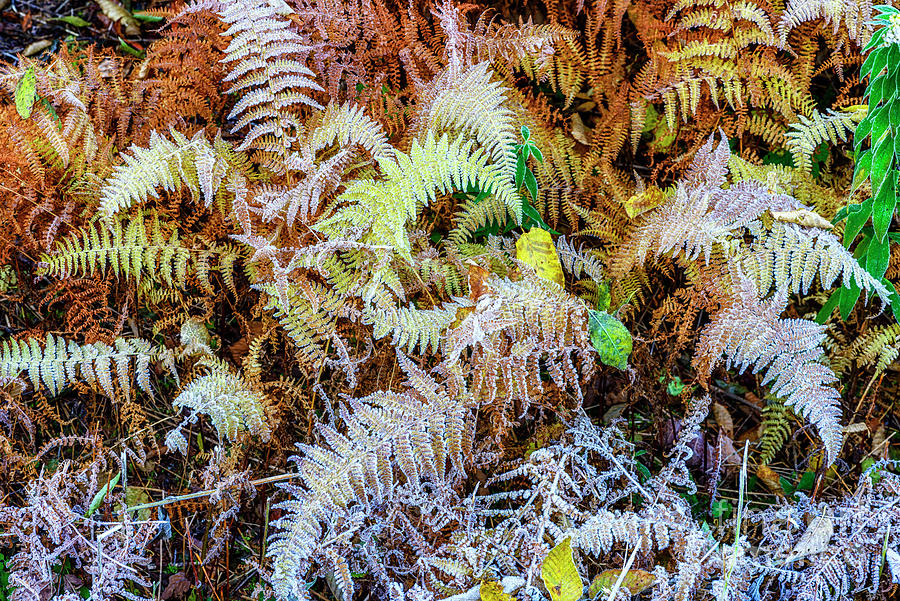 Highland Chill Frost on Ferns 2 Photograph by Thomas R Fletcher