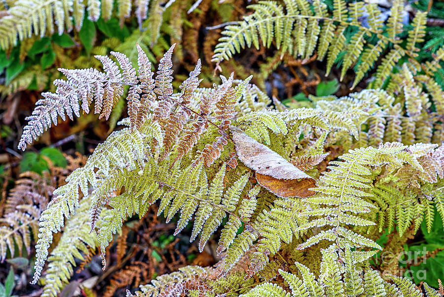Highland Chill Frost on Ferns 3 Photograph by Thomas R Fletcher